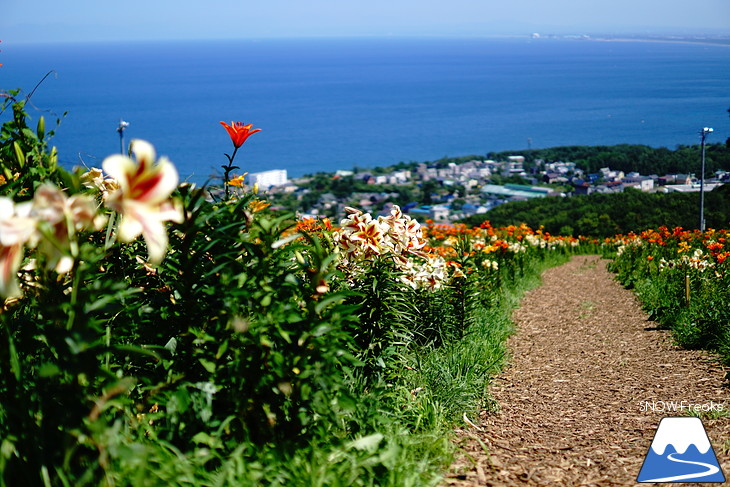 北海道最大級、213万輪のゆりの花！『オーンズ春香山ゆり園』